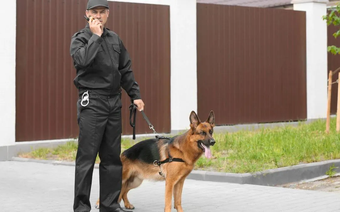 A man in black uniform is holding a phone and standing beside a German Shepherd dog on a leash, in front of a fenced area.